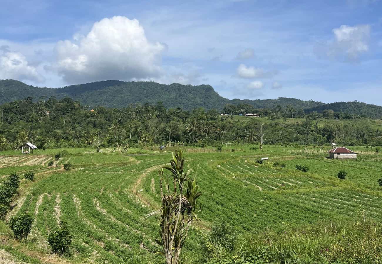 Pemandangan Sawah dan Perbukitan di Sidemen